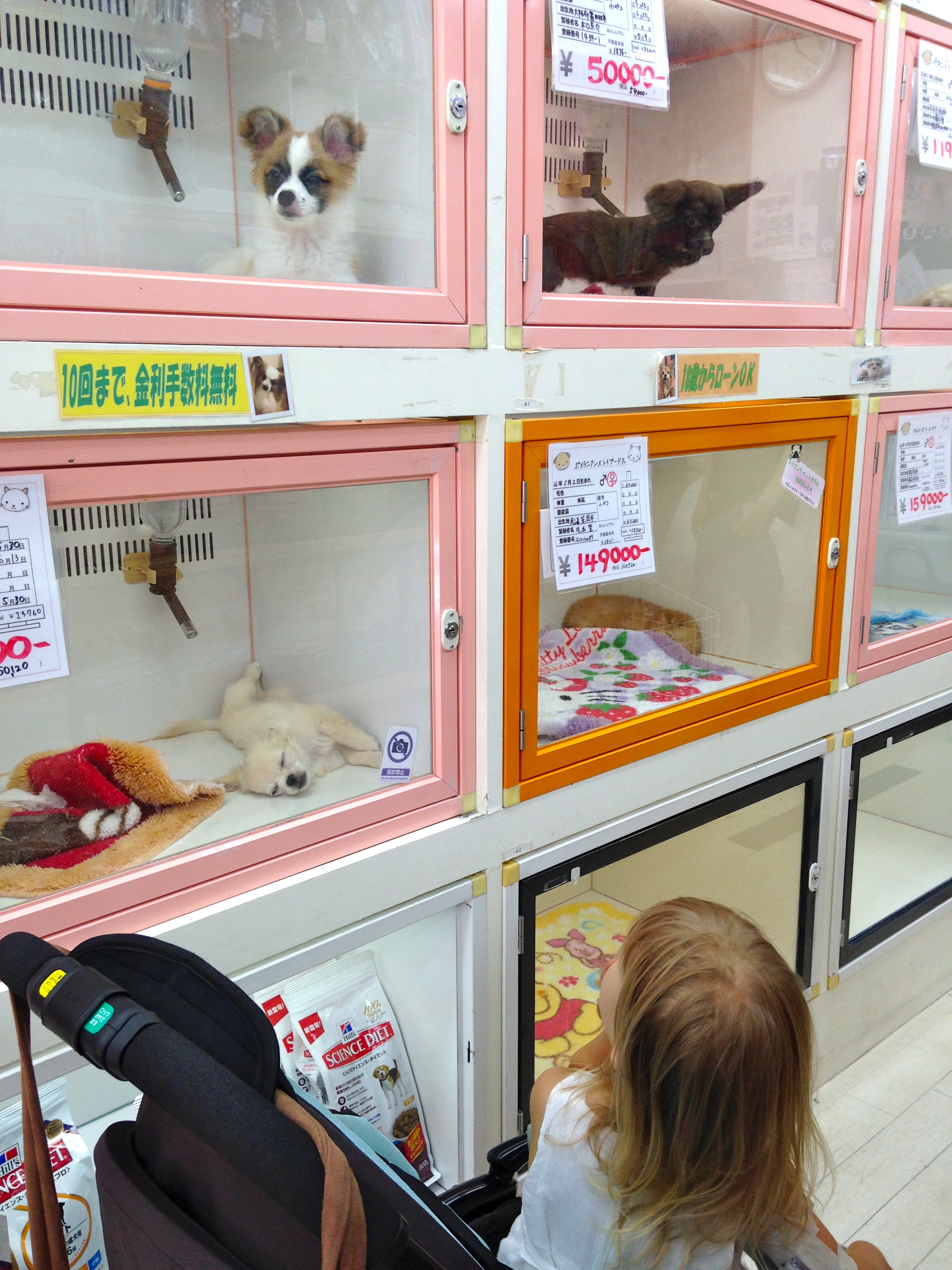 pet shops in Japan – Our Osaka Blog